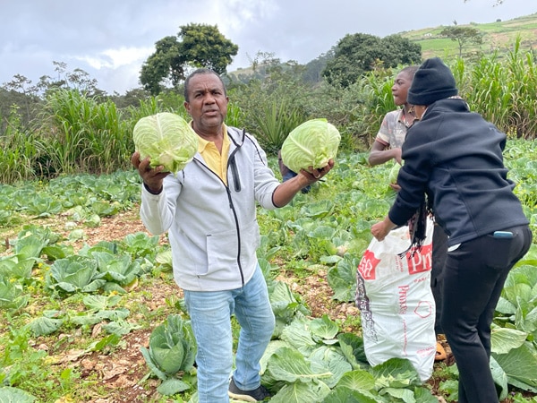 organizational milestones example, Tony in haiti with huge cabbage.