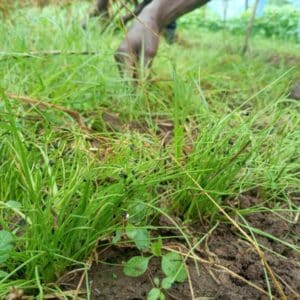 Star of Hope Successful Onion Farms Benefit Kenya 3 SeedBed 02