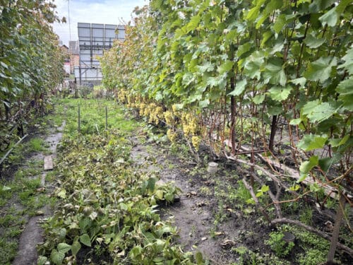 Star of Hope US Focus Business School Triumphs in Ukraine IMG 5859